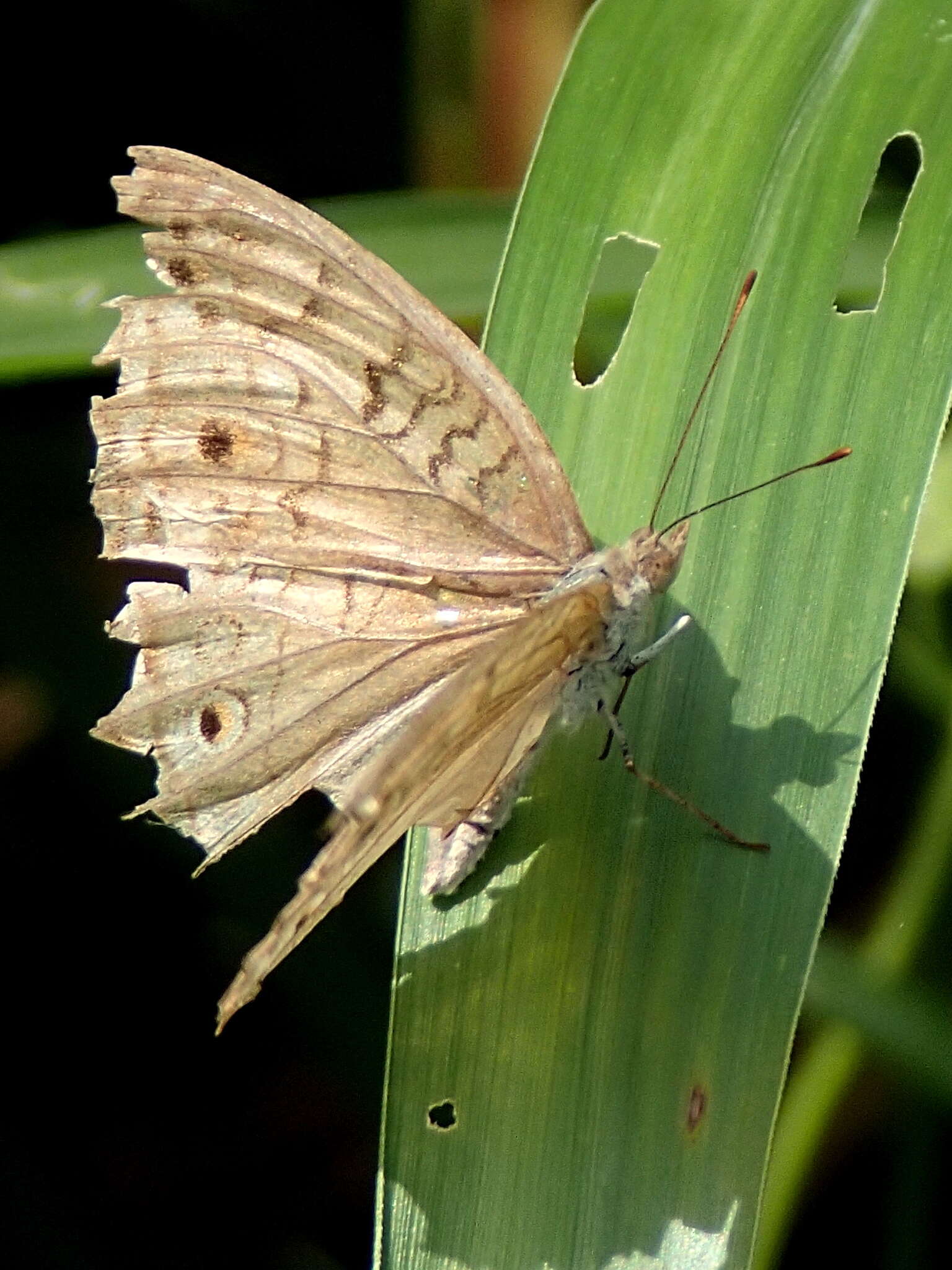 Image of Grey Pansy Butterfly