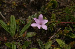 Polygonatum hookeri Baker resmi