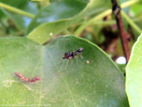 Image of Synemosyna aurantiaca (Mello-Leitão 1917)