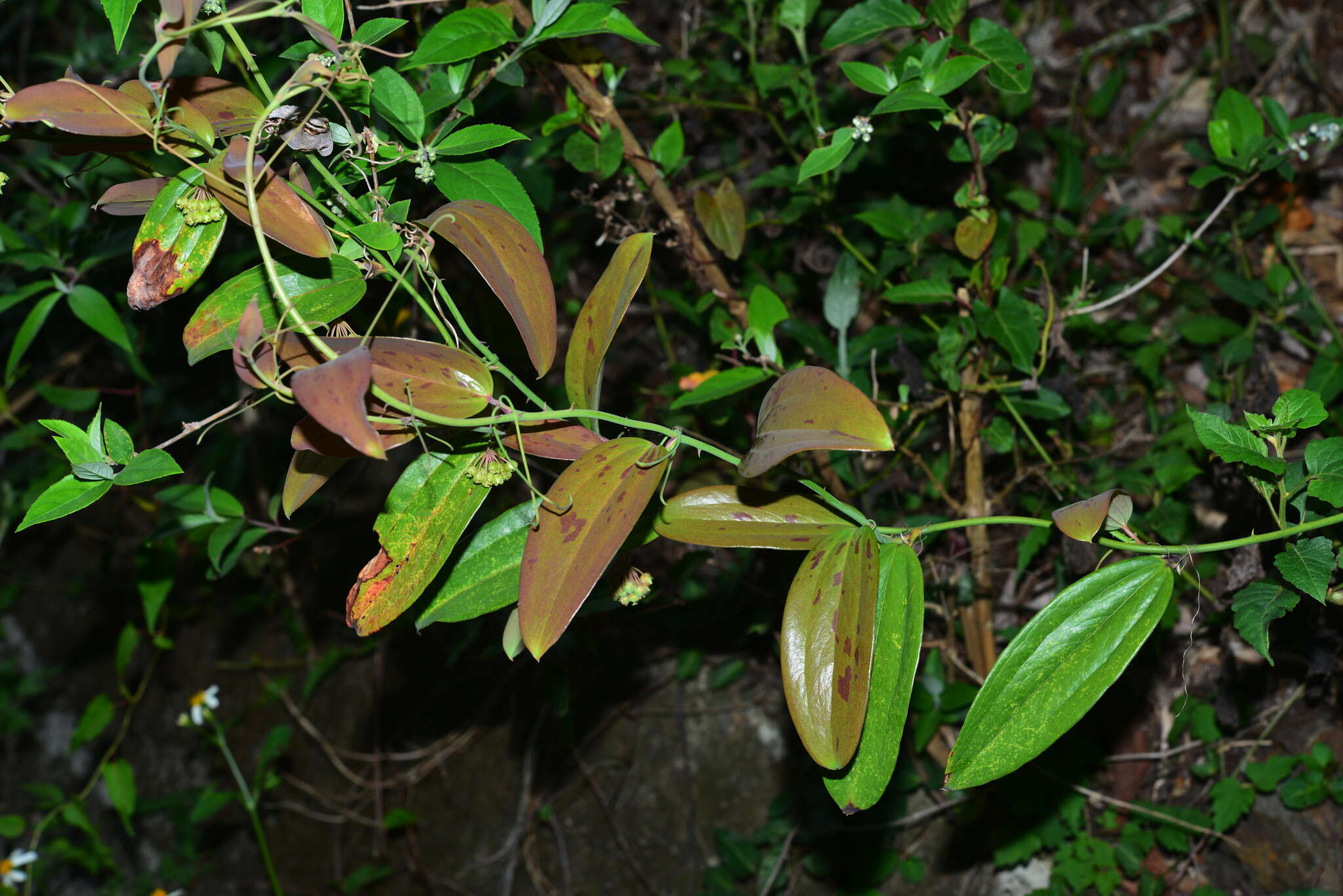 Image of Smilax elongatoumbellata Hayata