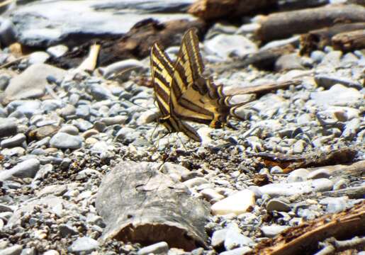 Sivun Papilio pilumnus Boisduval 1836 kuva