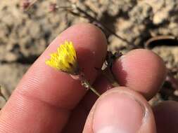 Image of manyhead desertdandelion