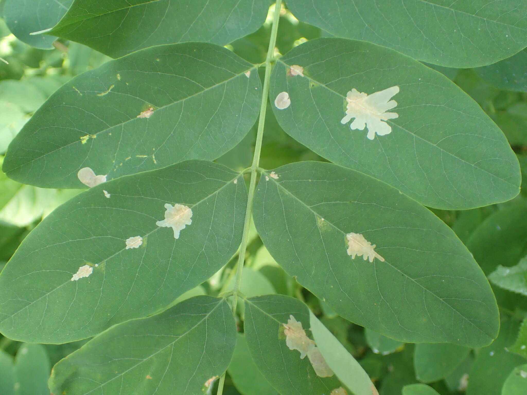 Image of Locust Digitate Leafminer