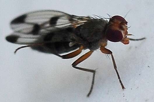 Image de Geomyza tripunctata Fallen 1823