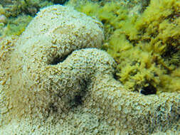 Image of net coral