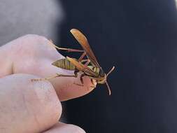 Image of <i>Polistes <i>carnifex</i></i> carnifex