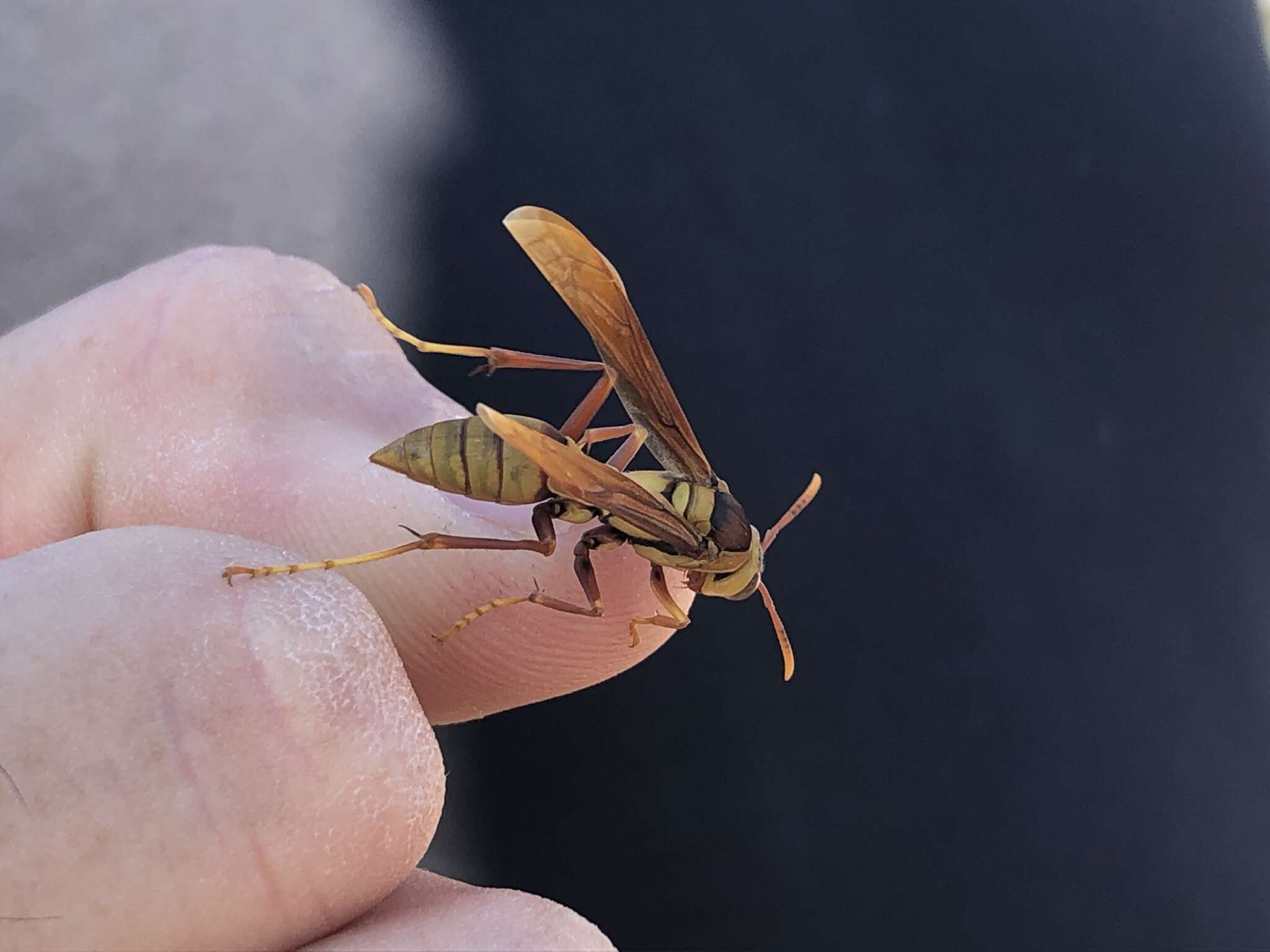 Image of <i>Polistes <i>carnifex</i></i> carnifex