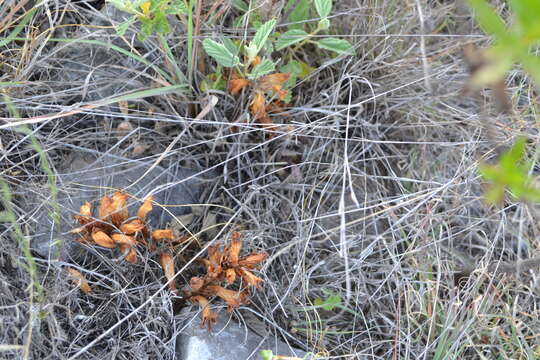 Image of Louisiana broomrape