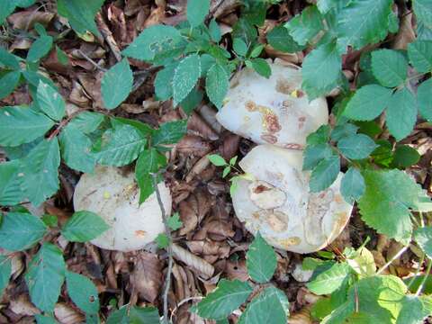 Image of ruddy bolete