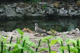 Image of Black-billed Dove