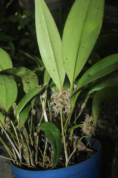 Image de Pleurothallis chloroleuca Lindl.