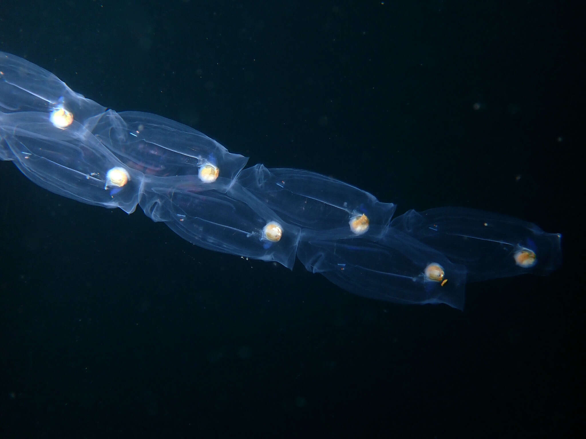 Image of Deepsea solitary salp