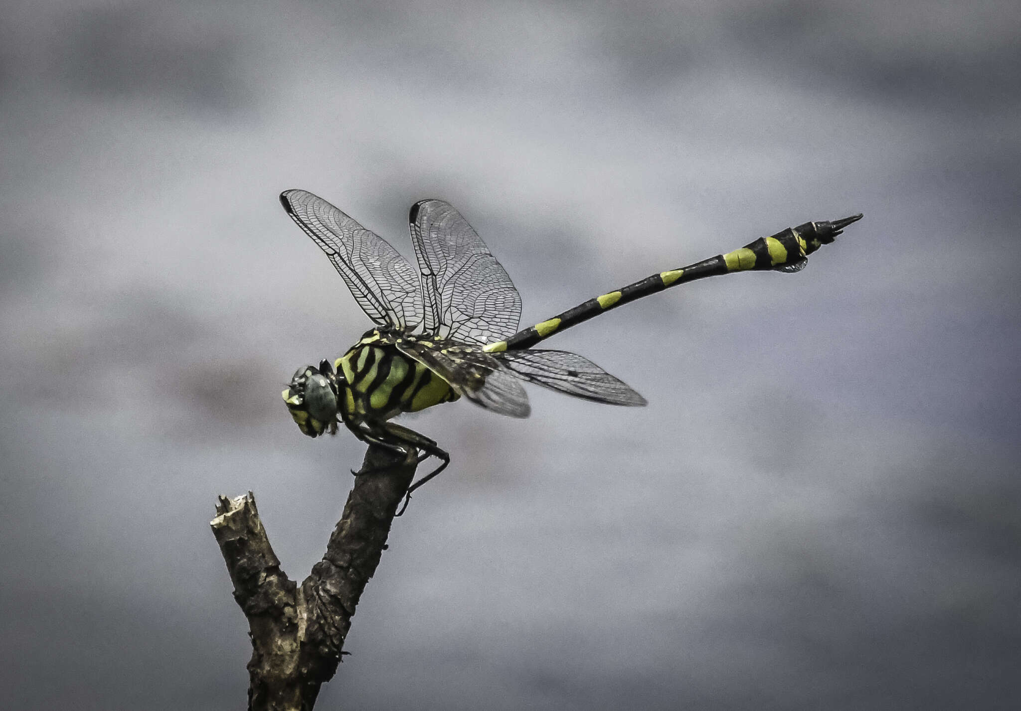 Imagem de Ictinogomphus australis (Selys 1873)