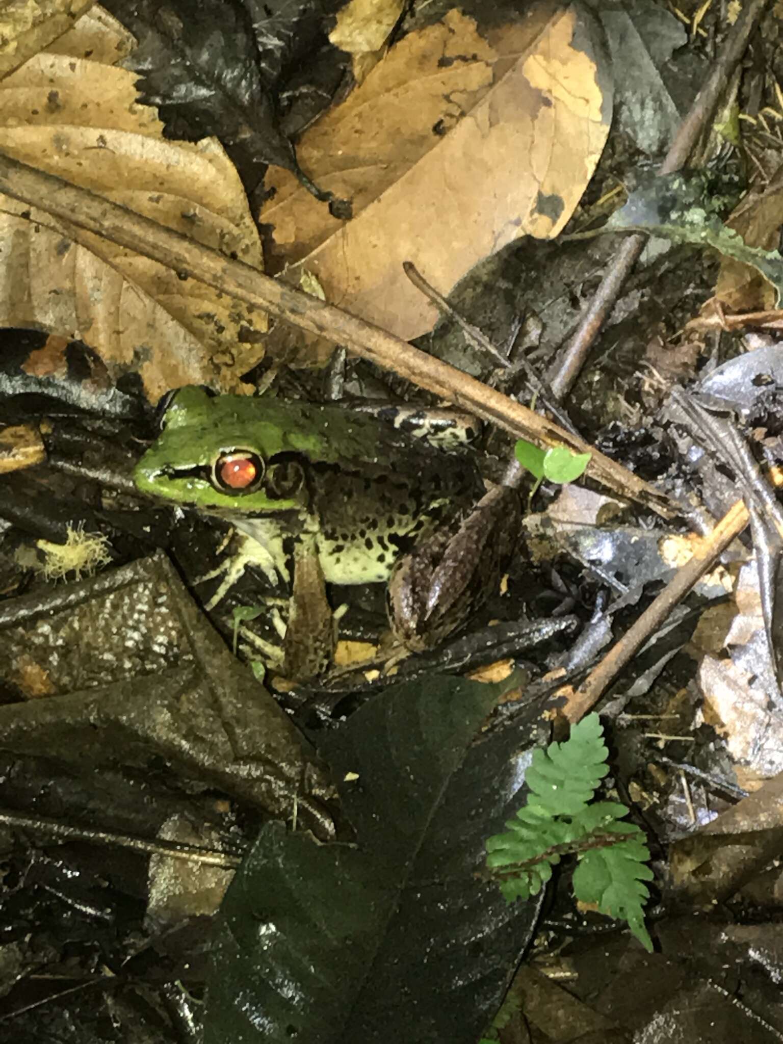 Image of Lithobates palmipes (Spix 1824)