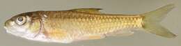 Image of Lowveld Largescale Yellowfish