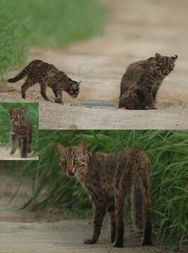 Image of Iriomote Cat