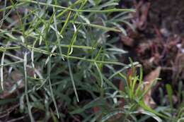 Image of Lomatium marginatum var. marginatum