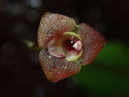 Image of Stelis hirtzii Luer