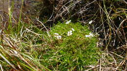 Image of Euphrasia disperma Hook. fil.