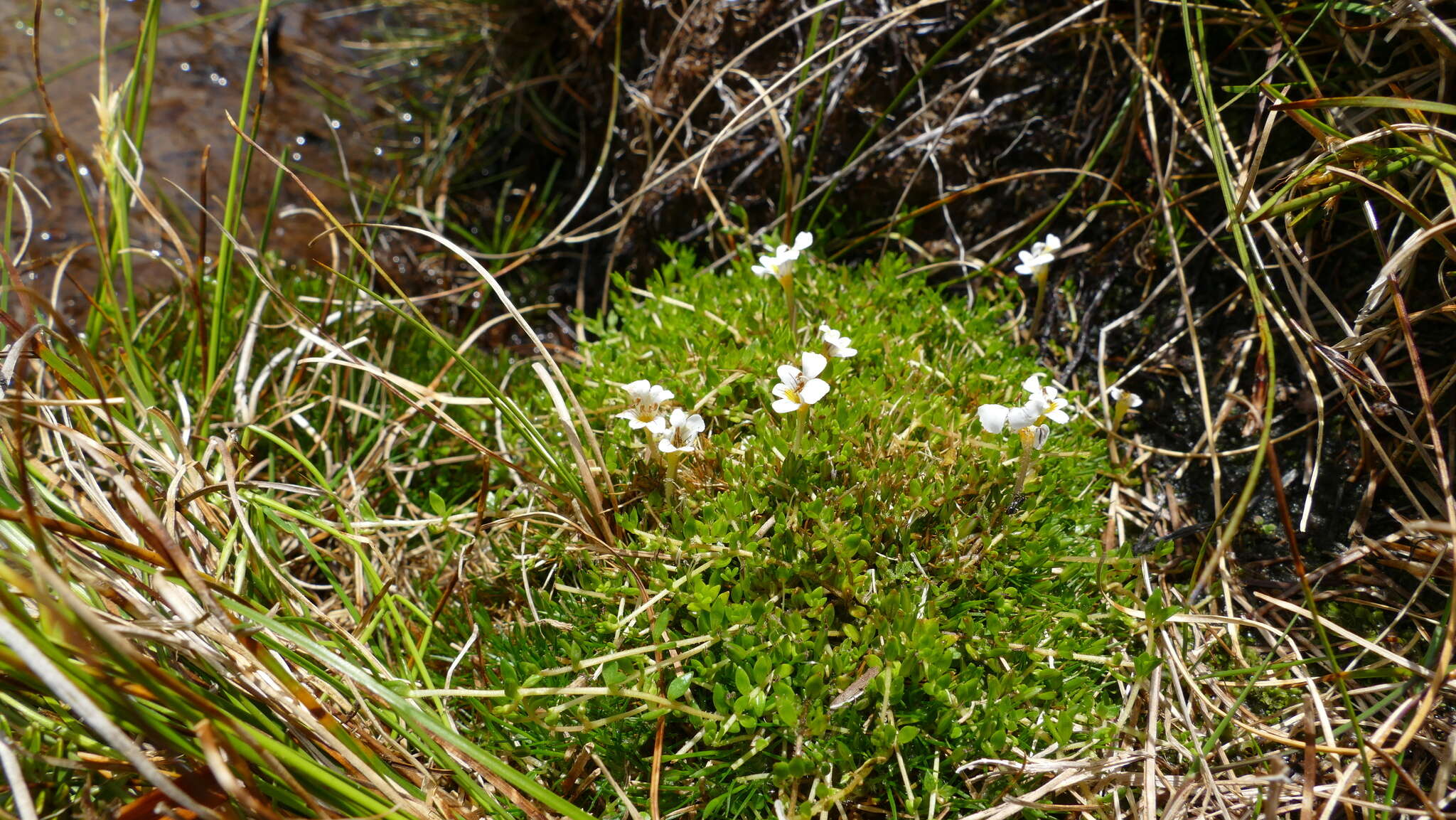 Image of Euphrasia disperma Hook. fil.