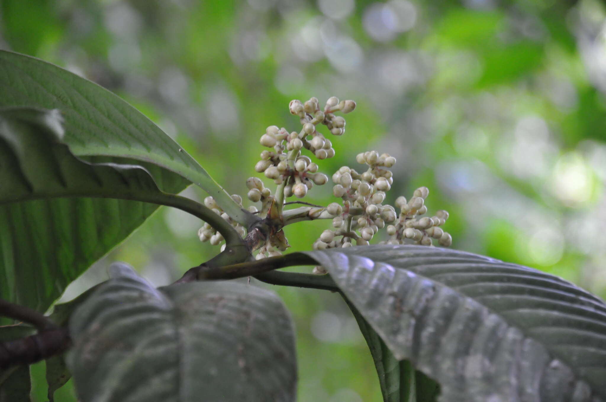 Image of Chrysochlamys grandifolia (L. O. Williams) B. E. Hammel