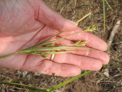 Image of Sand Flat Sedge