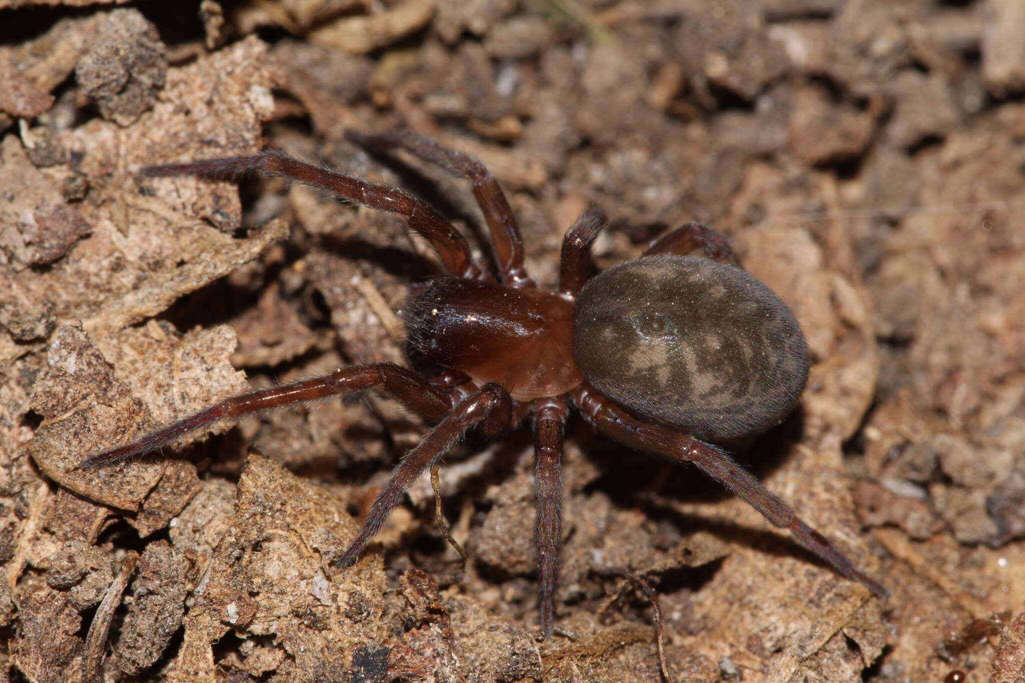 Image of Amaurobius erberi (Keyserling 1863)