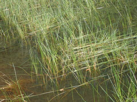 Image of Chinese water chestnut