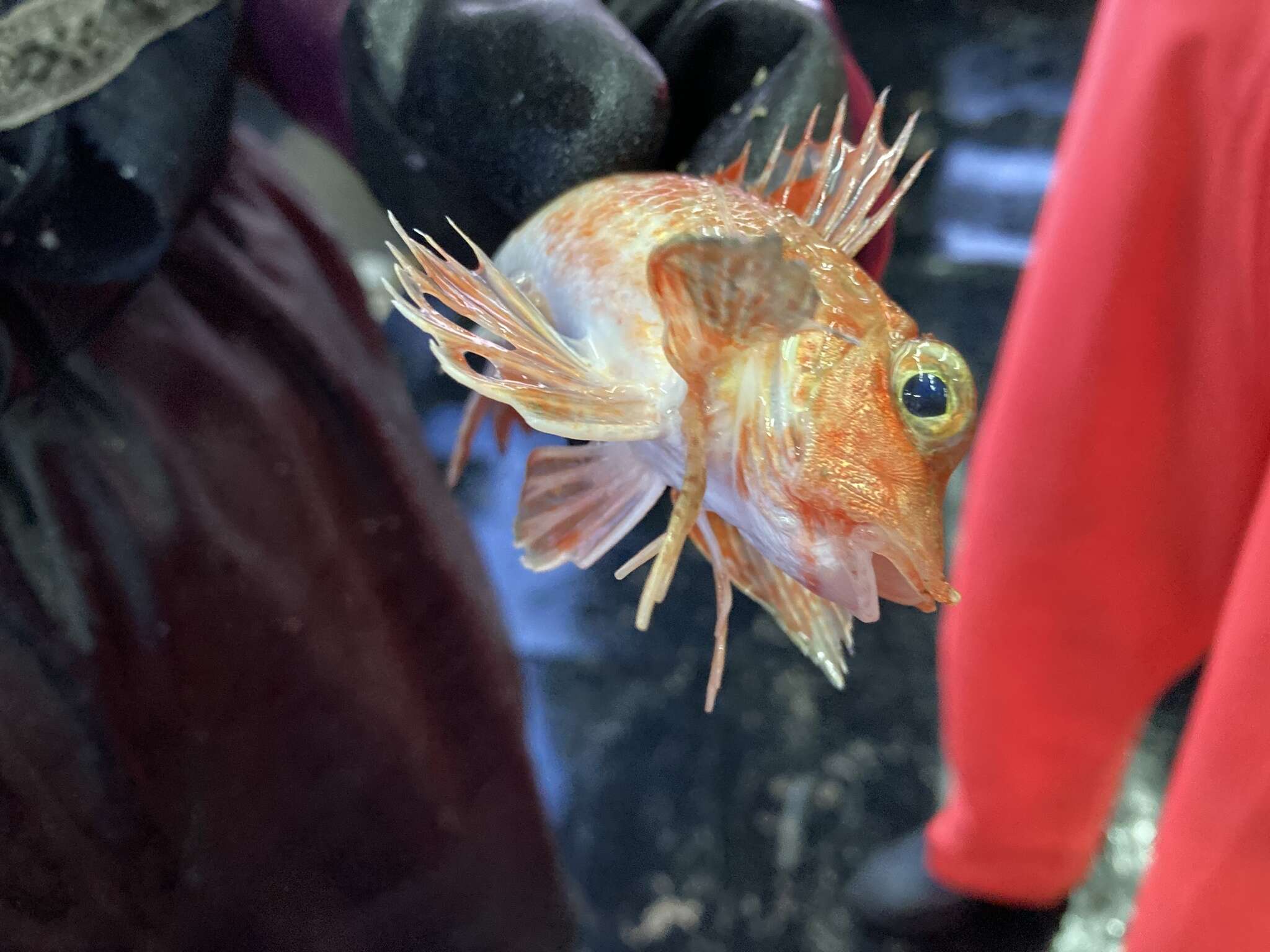 Image of Large scaled gurnard