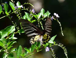 Troides helena (Linnaeus 1758) resmi