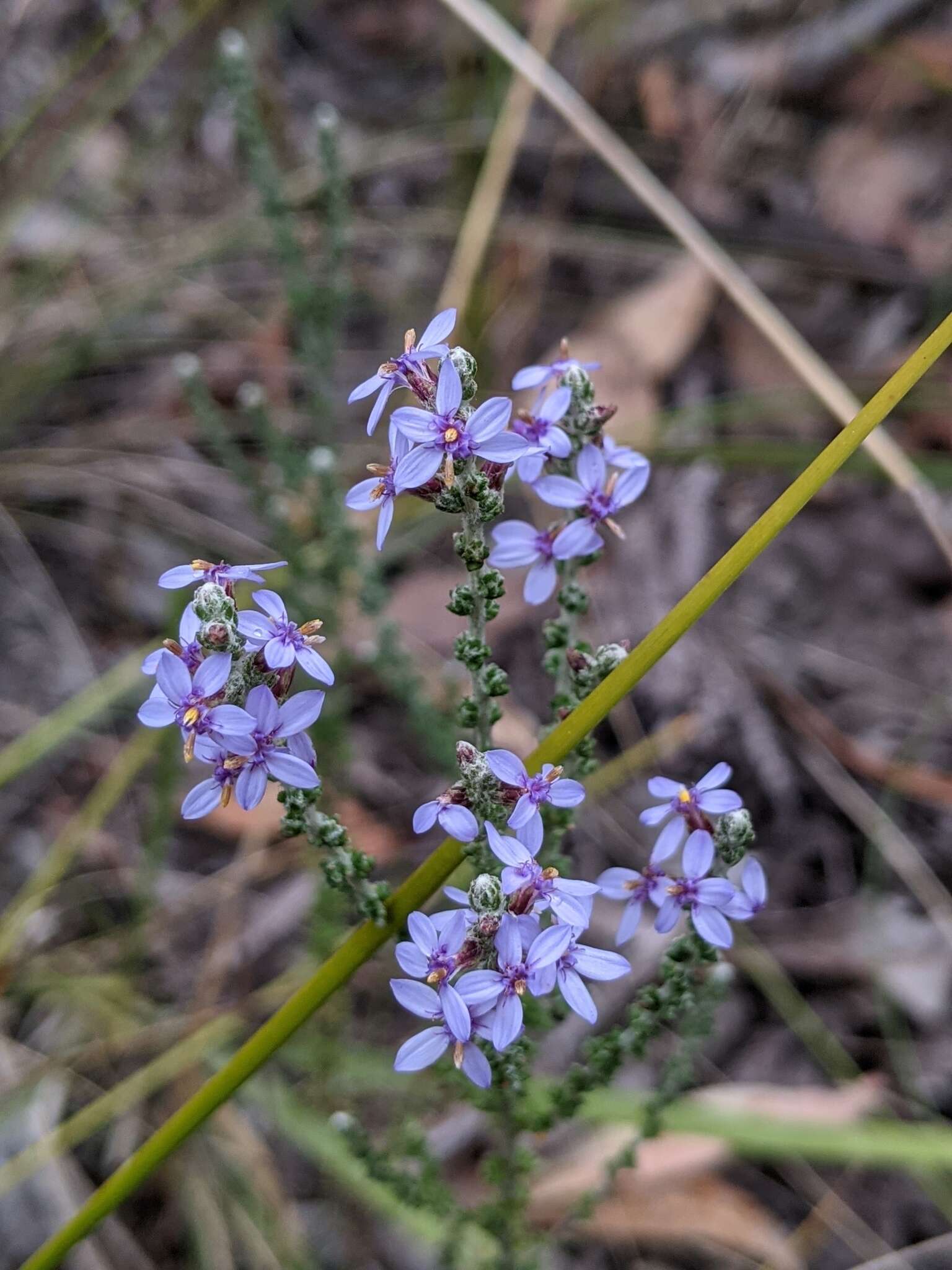 Image of heath daisy-bush