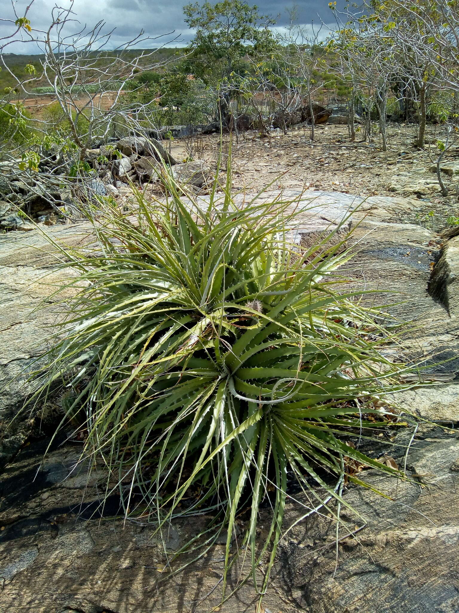 Image of Encholirium spectabile Mart. ex Schult. & Schult. fil.