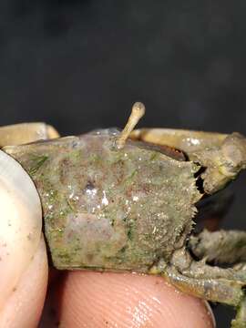 Imagem de Macrophthalmus (Mareotis) banzai Wada & K. Sakai 1989