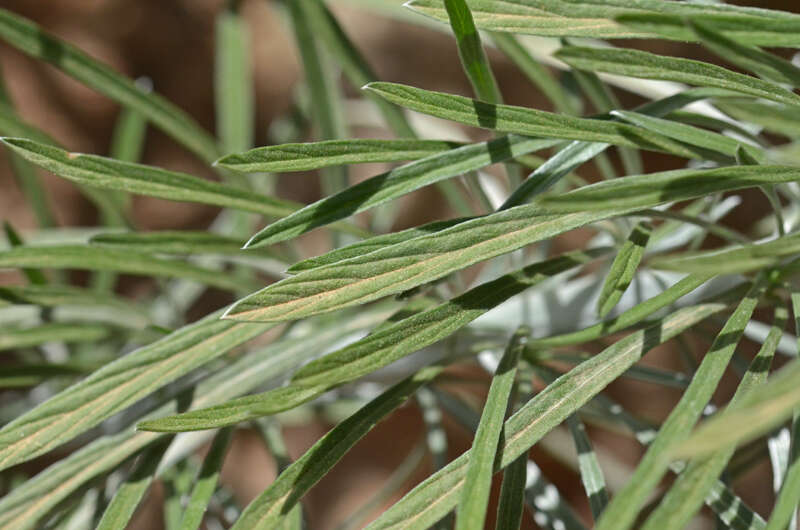 Слика од Convolvulus argyrothamnos W. Greuter