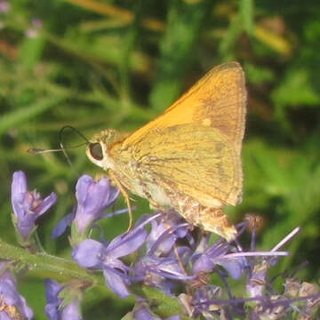 Image of Tawny-edged Skipper