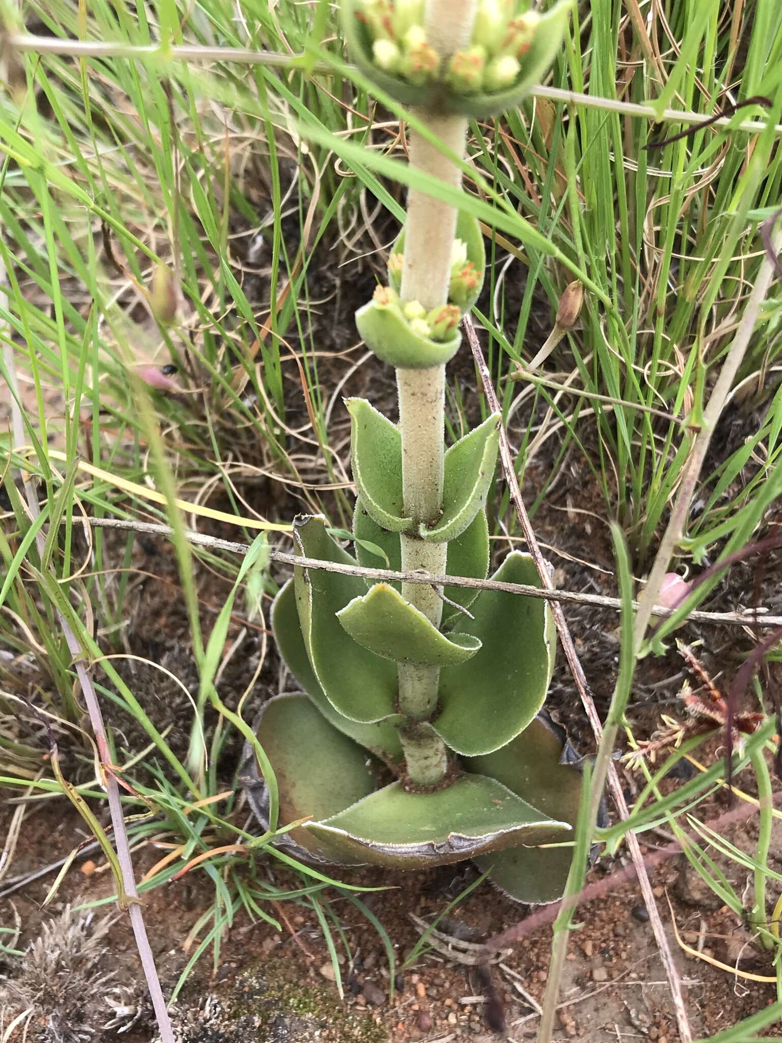 Image of Crassula capitella subsp. nodulosa (Schönl.) Tölken