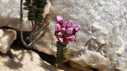 Image of Sonderothamnus petraeus (W. F. Barker) R. Dahlgr.