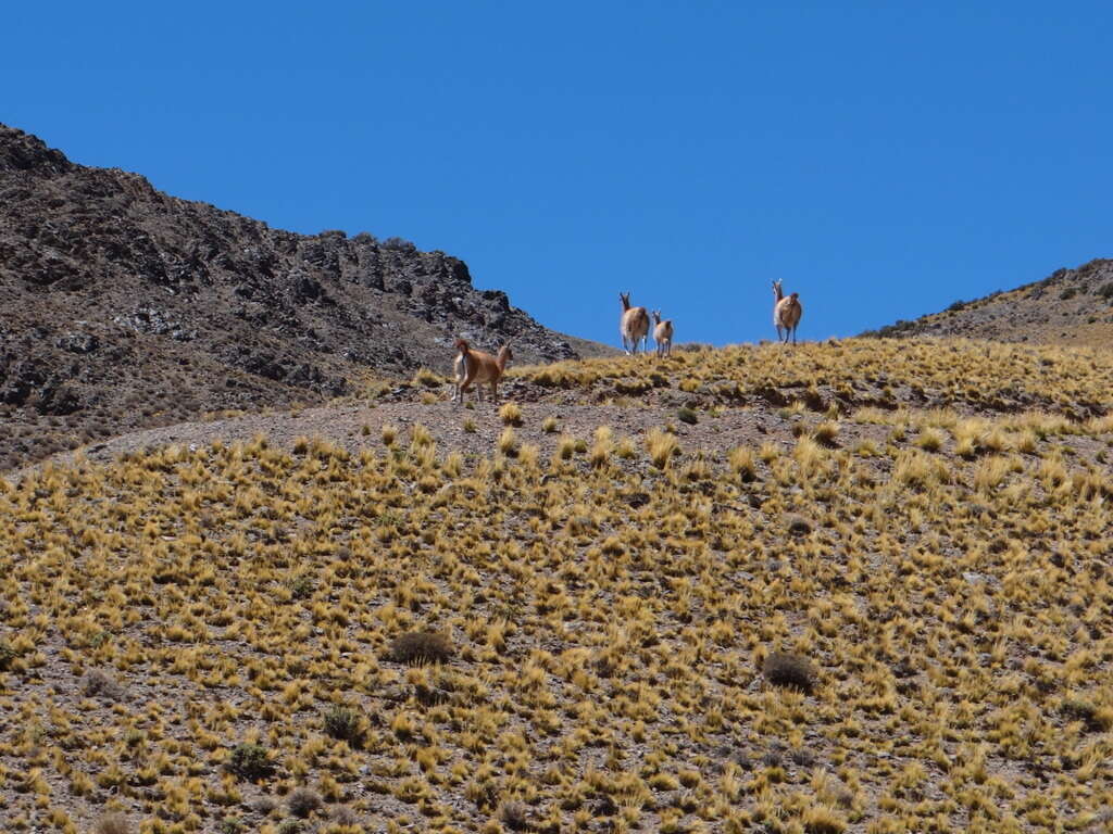 Image de guanaco