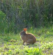 Image of Key Rabbit