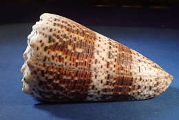 Image of imperial cone