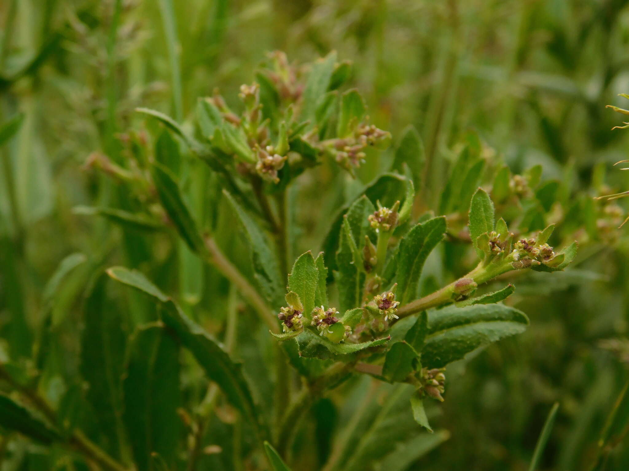 Euclidium syriacum (L.) W. T. Aiton的圖片