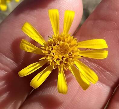 Image of sessileflower false goldenaster