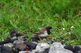 Image of Black-chested Sparrow