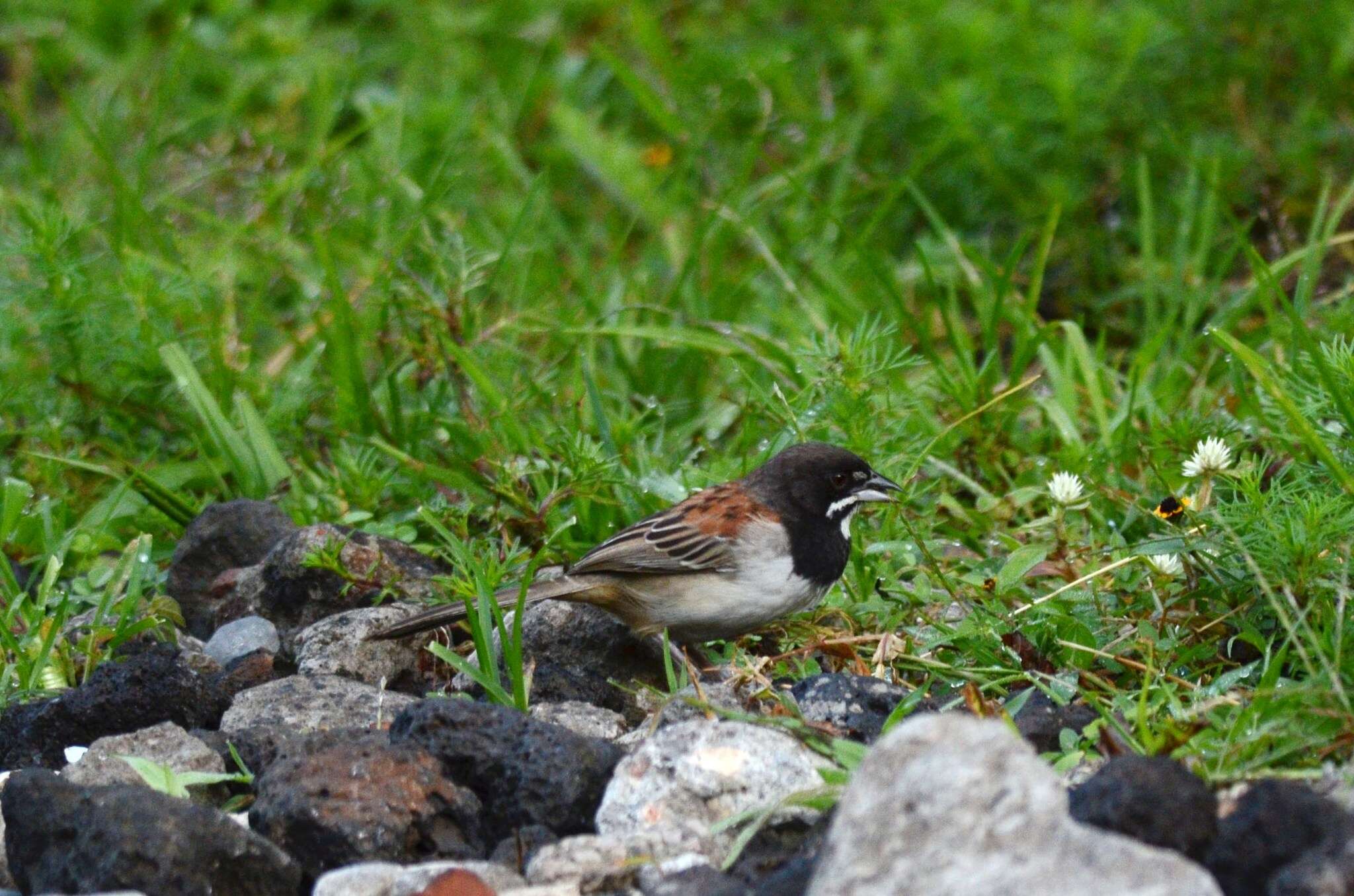 Image of Black-chested Sparrow