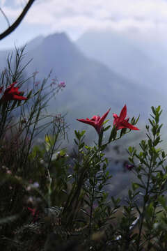 Image of Gladiolus sempervirens G. J. Lewis