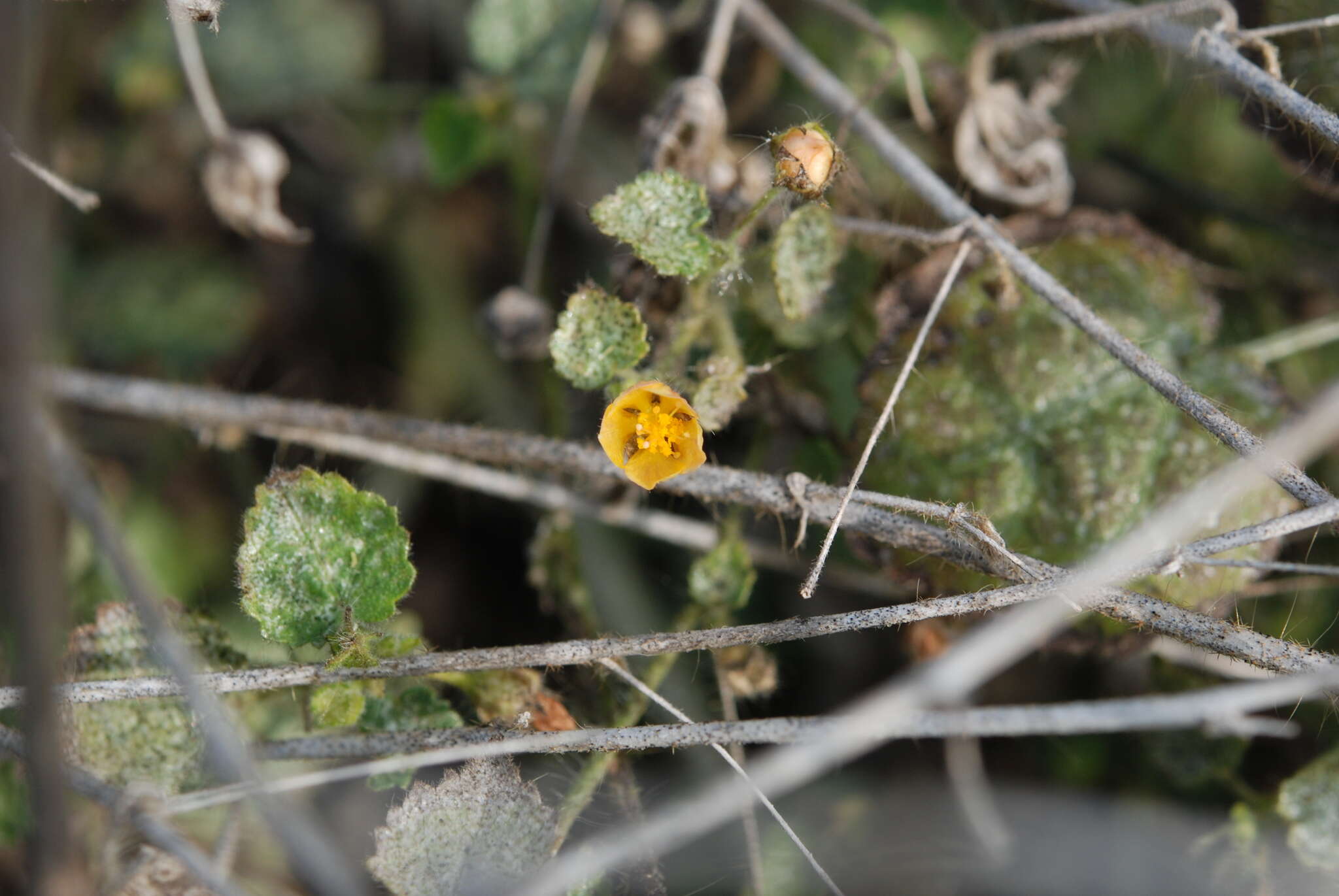 Plancia ëd Sida cordata (Burm. fil.) Borss. Waalk.