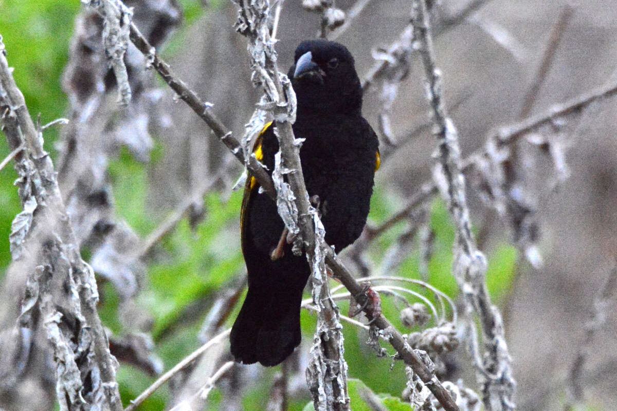 Image of Yellow Bishop