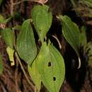 Image of Miconia alterninervia