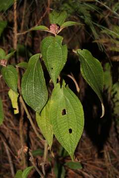 Image de Miconia alterninervia