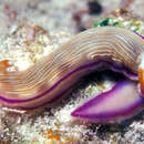 Plancia ëd Hypselodoris insulana Gosliner & R. F. Johnson 1999